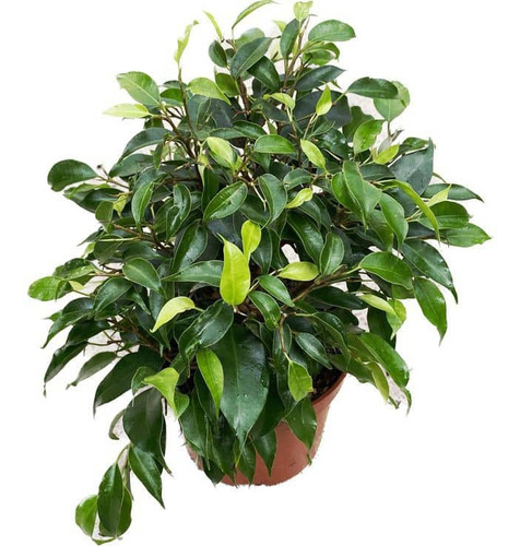 Ficus Benjamina S Planta Interior  1