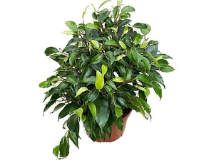 Ficus Benjamina S Planta Interior 