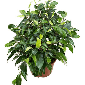 Ficus Benjamina S Planta Interior 