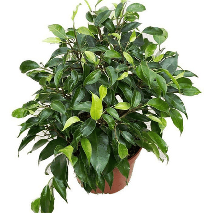 Ficus Benjamina S Planta Interior  1