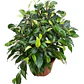 Ficus Benjamina S Planta Interior  - Miniatura 1