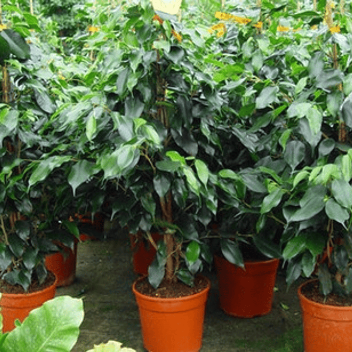 Ficus Benjamina S Planta Interior  2