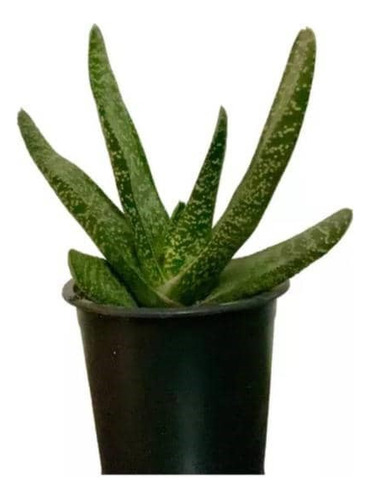 Gasteria / Lengua De Vaca Planta Suculenta Ornamental 1