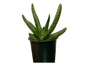 Gasteria / Lengua De Vaca Planta Suculenta Ornamental