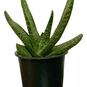 Gasteria / Lengua De Vaca Planta Suculenta Ornamental