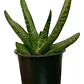 Gasteria / Lengua De Vaca Planta Suculenta Ornamental - Miniatura 1