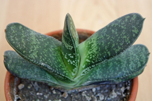 Gasteria / Lengua De Vaca Planta Suculenta Ornamental 2