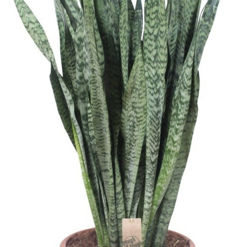 Sansevieria Zeylanica Xl Planta Interior 1