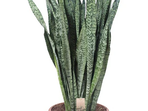 Sansevieria Zeylanica Xl Planta Interior