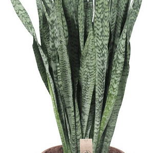 Sansevieria Zeylanica Xl Planta Interior