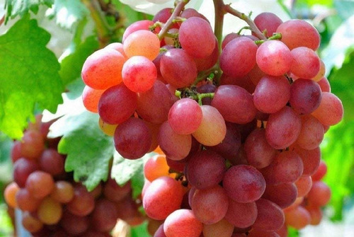 Parra De Uva Red Globe Árbol Frutal Injertado 2