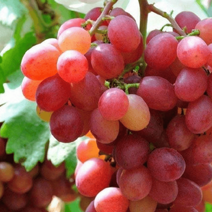 Parra De Uva Red Globe Árbol Frutal Injertado 2