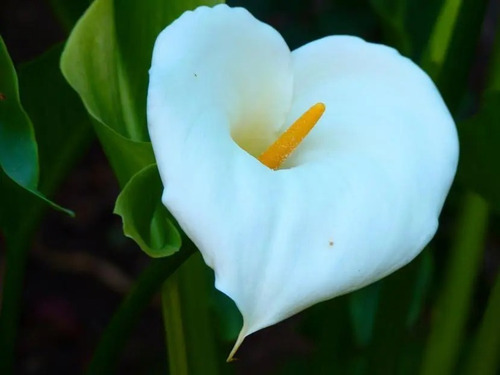 Cala Blanca Grande Planta Bulbo De Flor 1
