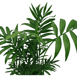  Palmera Chamaedorea En Macetero Planta Interior Ornamental