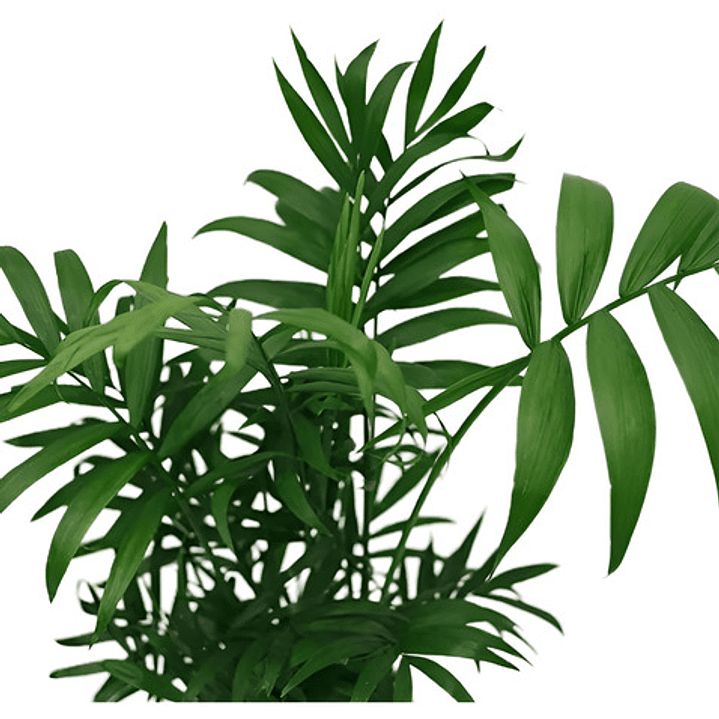  Palmera Chamaedorea En Macetero Planta Interior Ornamental 1