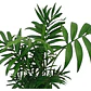 Palmera Chamaedorea En Macetero Planta Interior Ornamental - Miniatura 1