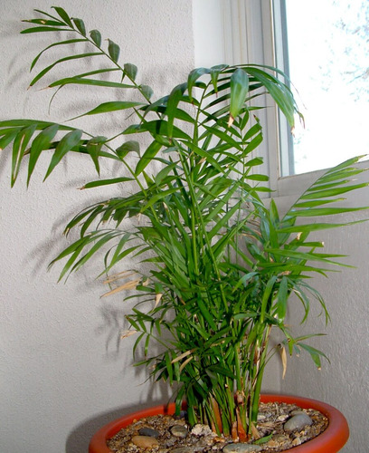  Palmera Chamaedorea En Macetero Planta Interior Ornamental 2