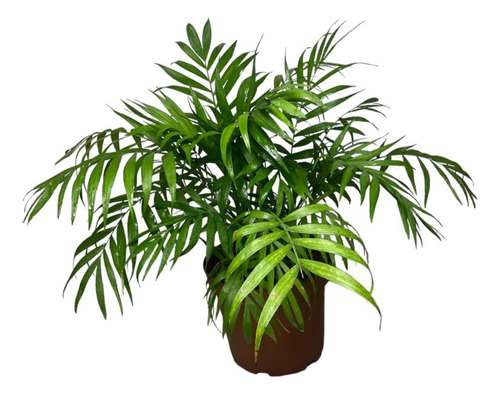  Palmera Chamaedorea En Macetero Planta Interior Ornamental 3