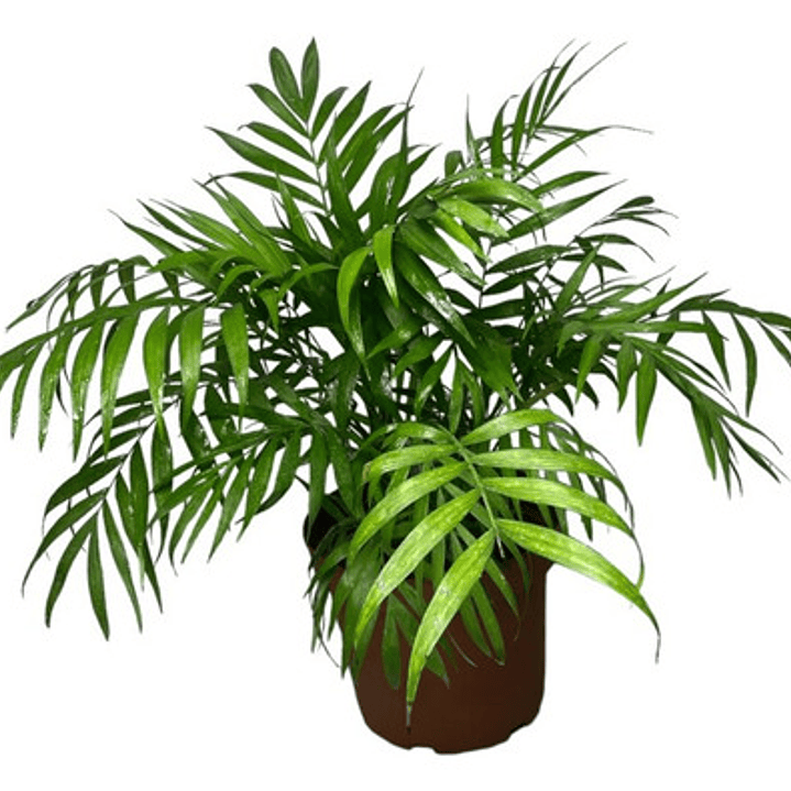 Palmera Chamaedorea En Macetero Planta Interior Ornamental 3