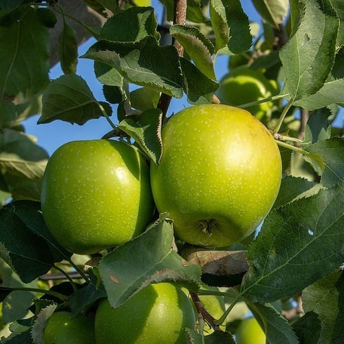 Manzano Granny Smith Con Frutos Árbol Frutal Injertado 1