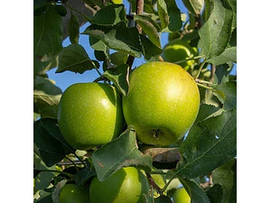 Manzano Granny Smith Con Frutos Árbol Frutal Injertado