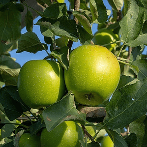 Manzano Granny Smith Con Frutos Árbol Frutal Injertado