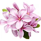 Dafne Daphne Arbusto Ornamental - Miniatura 1