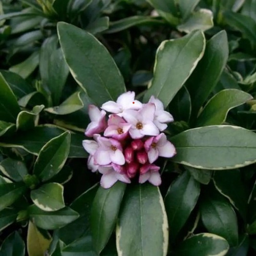 Dafne Daphne Arbusto Ornamental 2