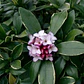 Dafne Daphne Arbusto Ornamental - Miniatura 2