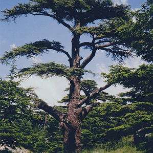 Cedro Del Libano / Cedrus Libani / Árbol Ornamental