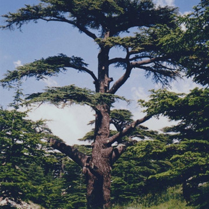 Cedro Del Libano / Cedrus Libani / Árbol Ornamental 1