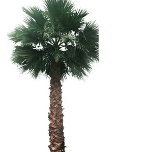 Pack De 10 Palmera Washingtonia Pequeña Árbol Ornamental