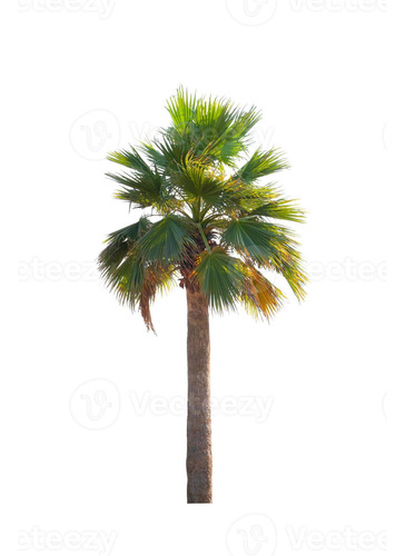 Pack De 10 Palmera Washingtonia Pequeña Árbol Ornamental 2