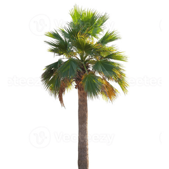 Pack De 10 Palmera Washingtonia Pequeña Árbol Ornamental 2