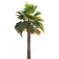 Pack De 10 Palmera Washingtonia Pequeña Árbol Ornamental - Miniatura 2
