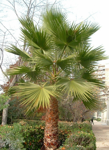 Pack De 10 Palmera Washingtonia Pequeña Árbol Ornamental 3