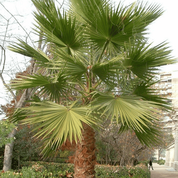 Pack De 10 Palmera Washingtonia Pequeña Árbol Ornamental 3