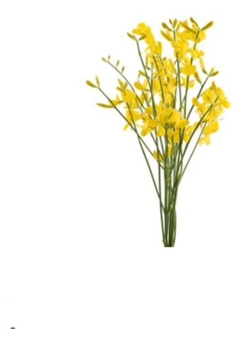 Retamo Amarillo Planta Ornamental Flor 1