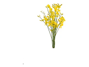 Retamo Amarillo Planta Ornamental Flor