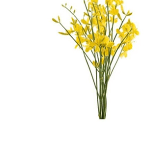 Retamo Amarillo Planta Ornamental Flor