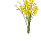 Retamo Amarillo Planta Ornamental Flor - Miniatura 1