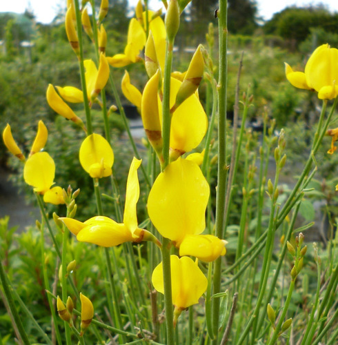 Retamo Amarillo Planta Ornamental Flor 2