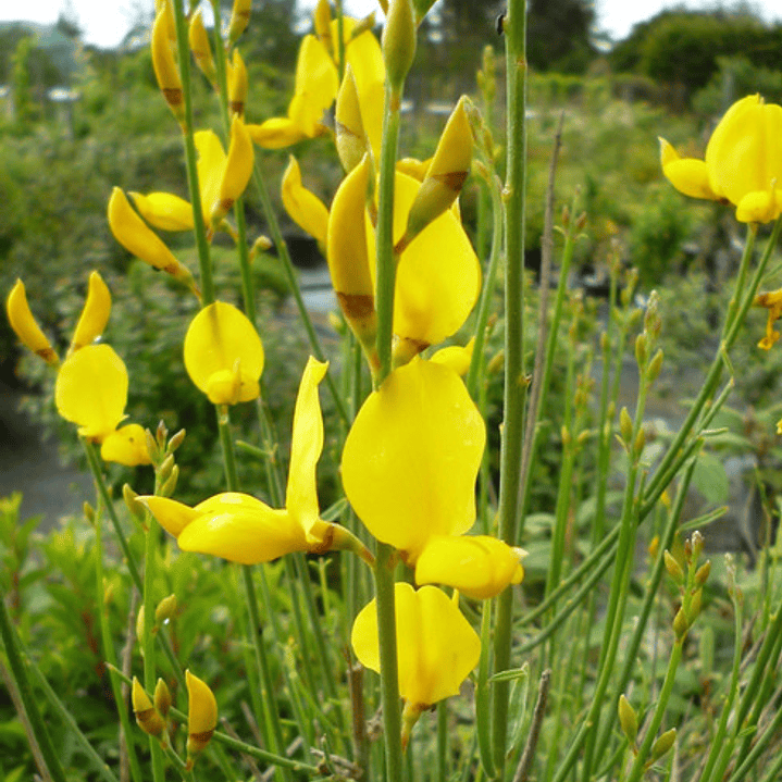 Retamo Amarillo Planta Ornamental Flor 2