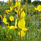Retamo Amarillo Planta Ornamental Flor - Miniatura 2
