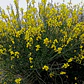 Retamo Amarillo Planta Ornamental Flor - Miniatura 3