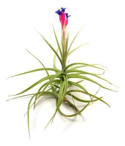 Pack De 10 Clavel Del Aire Tillandsia Planta Aerea 1