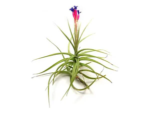 Pack De 10 Clavel Del Aire Tillandsia Planta Aerea