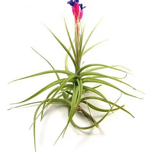 Pack De 10 Clavel Del Aire Tillandsia Planta Aerea