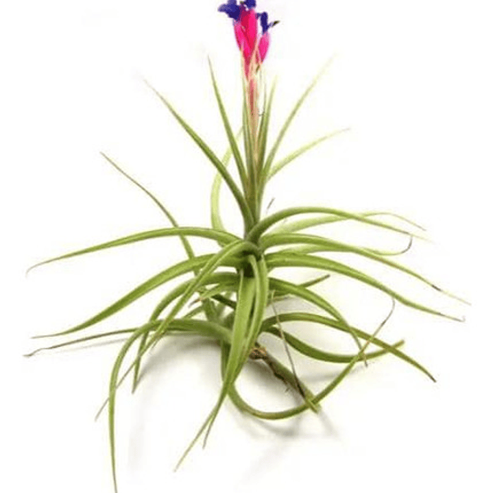 Pack De 10 Clavel Del Aire Tillandsia Planta Aerea 1