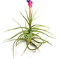 Pack De 10 Clavel Del Aire Tillandsia Planta Aerea - Miniatura 1